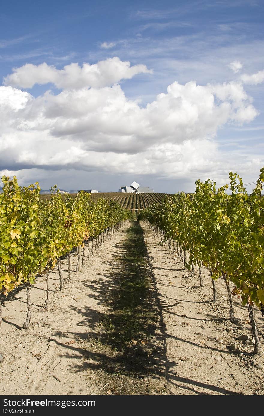 Rows of a vineyard under a blue sky with some clouds