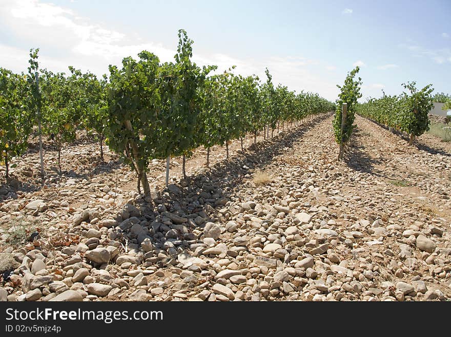 Rows of a vineyard with dried earth