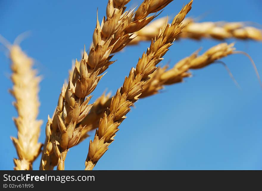 Wheat ears on the blue sky background.