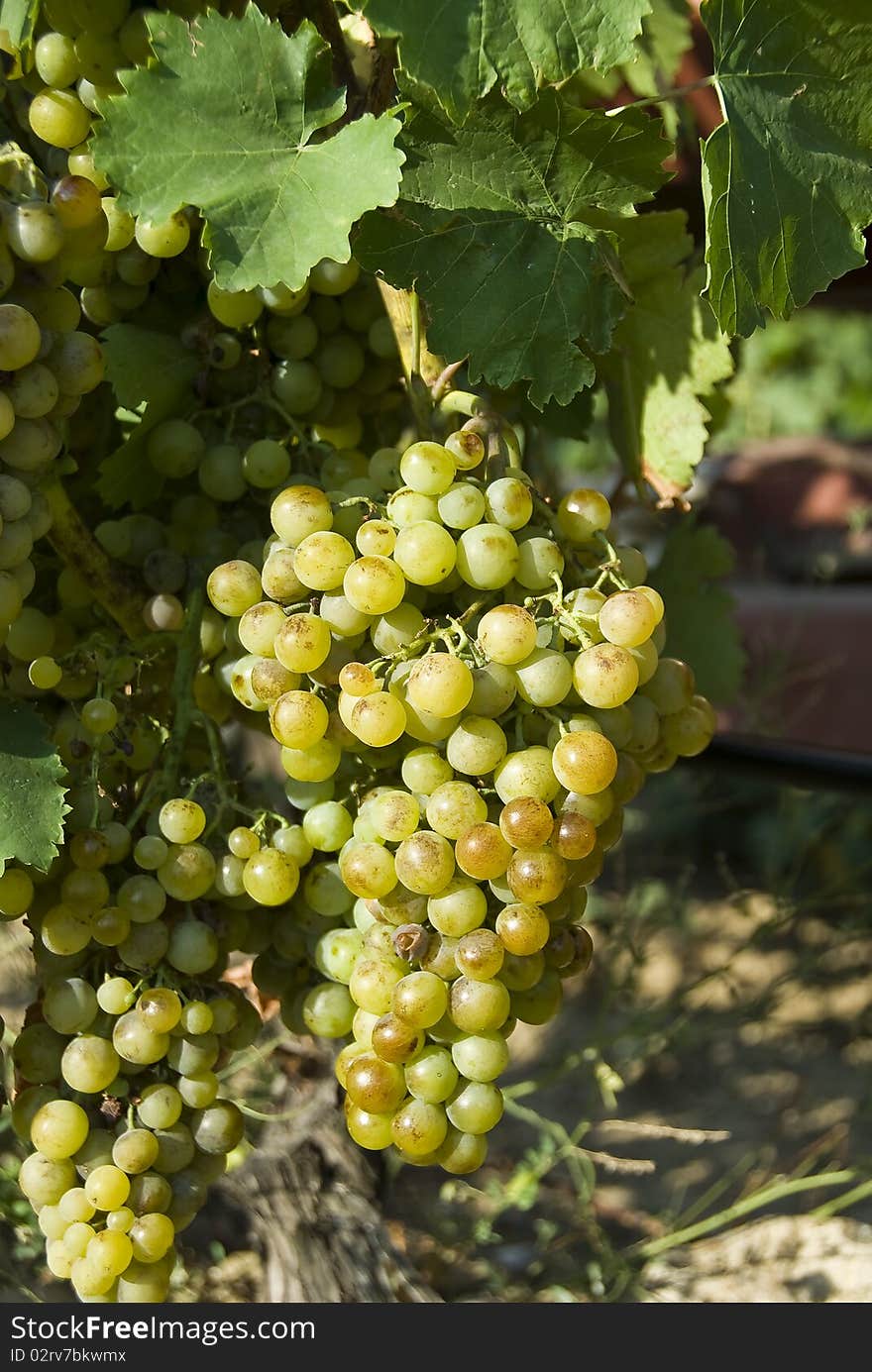 White grapes at a vine yard