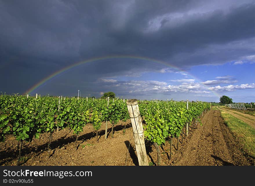 Rows of a vineyard with a rainbow in the background