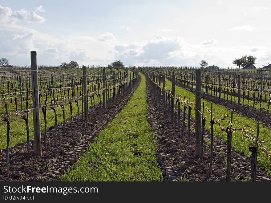 Rows of a vineyard with green grass in between