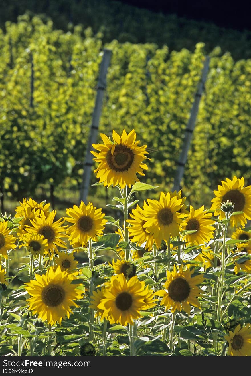 Sunflowers in front of a vineyard