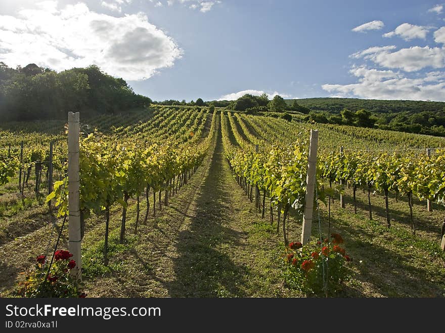 Vineyard with cloudy sky and red flowers