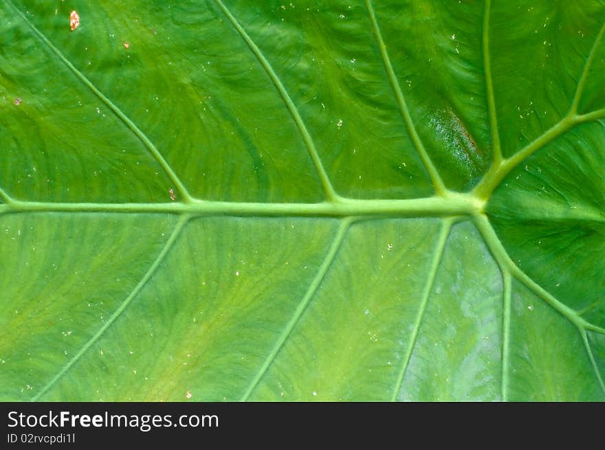 Green leaf texture