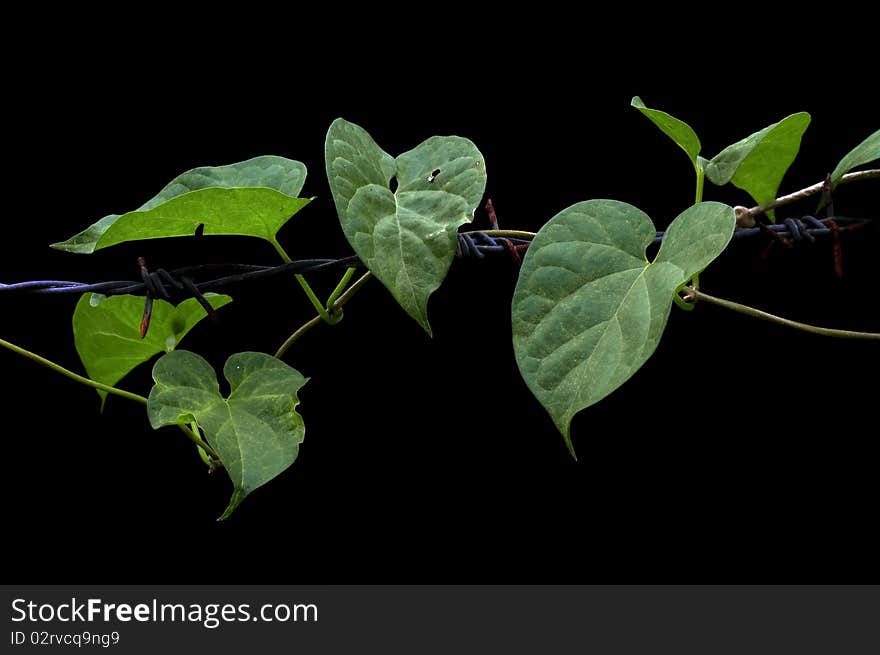 This picture is the plant crawls round the barbed wire