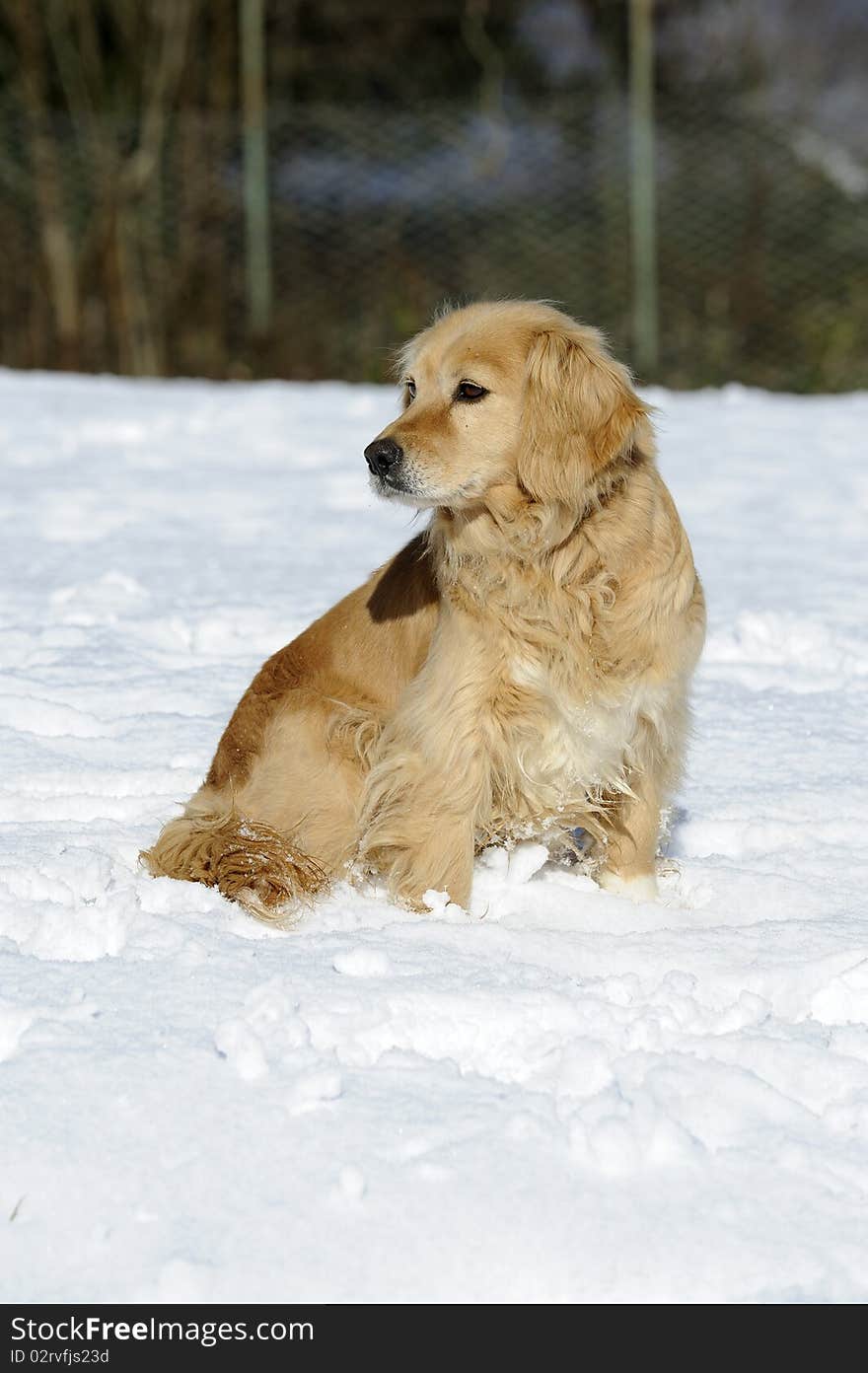 Blonde Dog