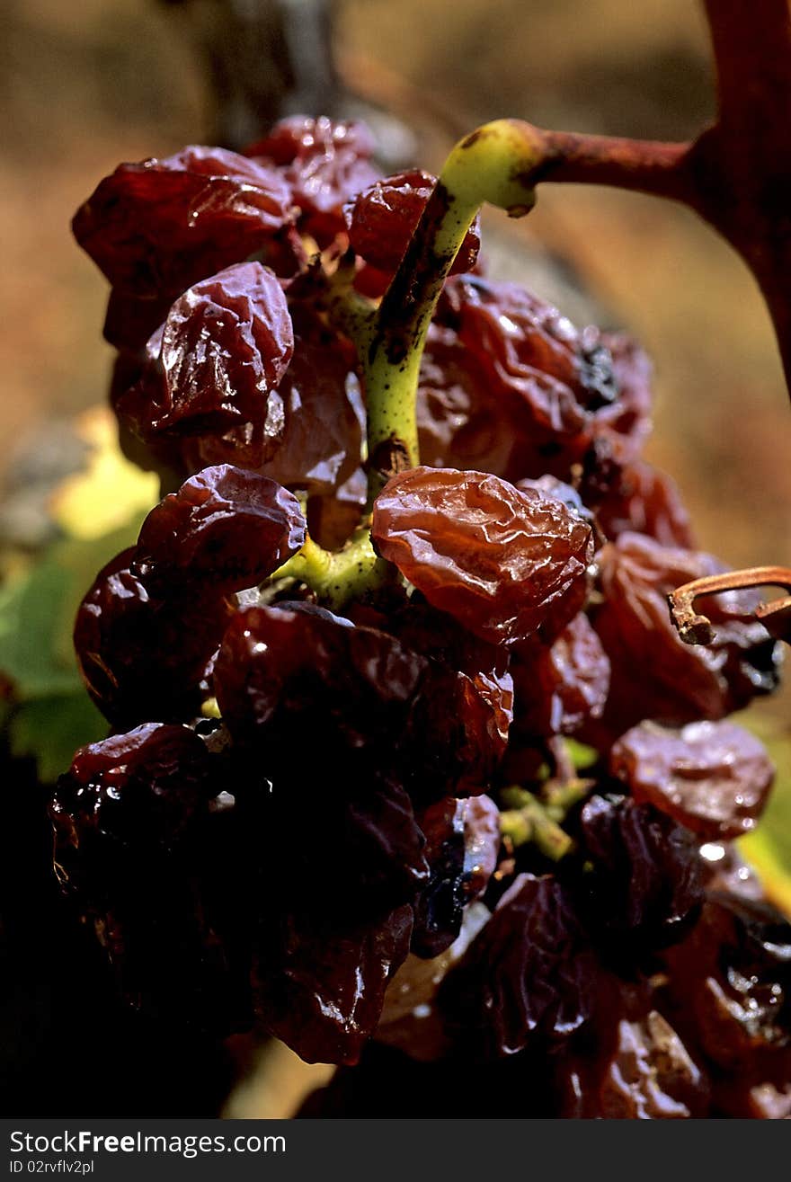 Red dried grapes with white grapes in the background. Red dried grapes with white grapes in the background