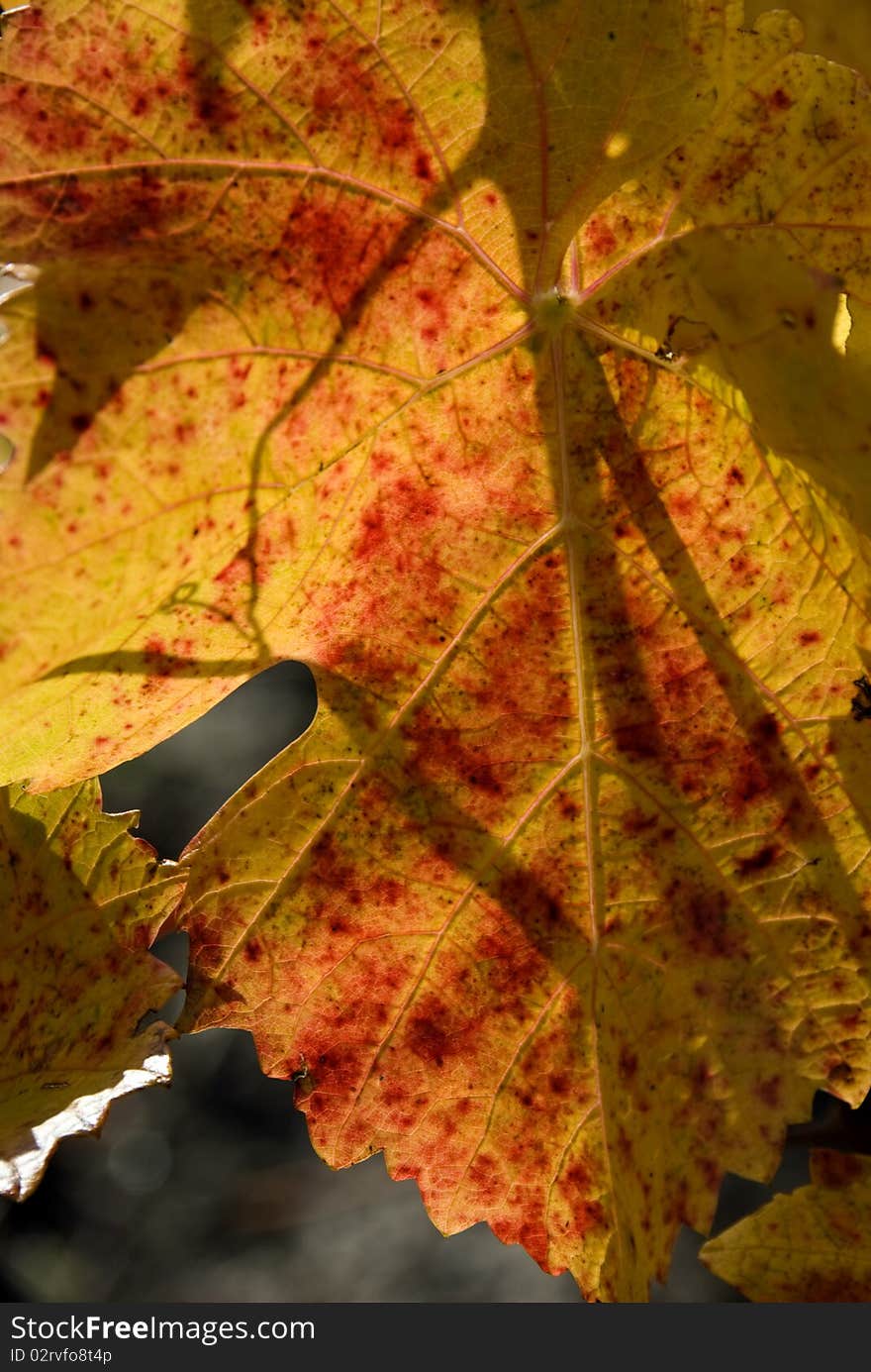 Red, green and yellow colored leaves