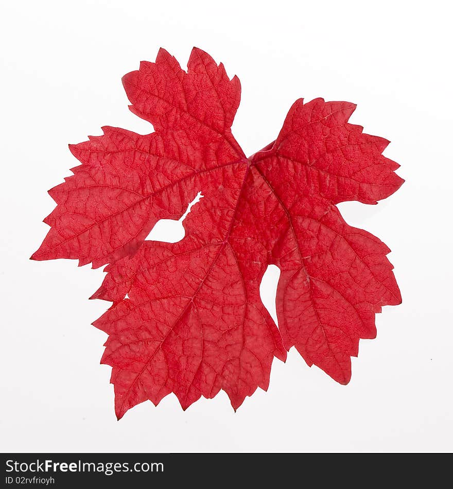 Red leaf with a white background