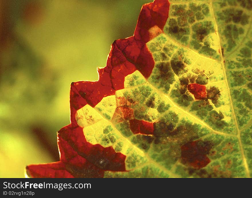 Red, green and yellow colored leaves. Red, green and yellow colored leaves