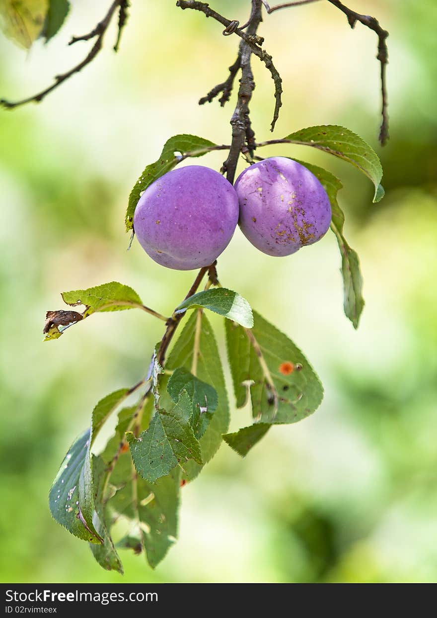 To ripe plums on the branch leaves pierced by pests