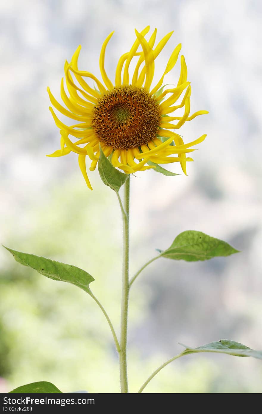 Young Sunflower