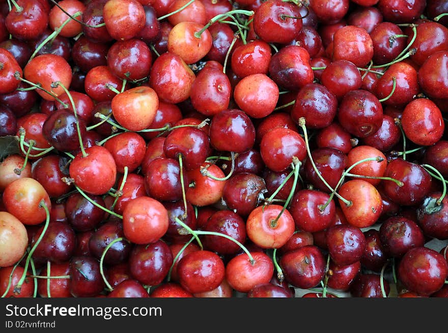 Young dirty unwashed cherries. A lot of cherries. Stacked in a pile