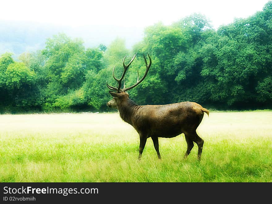 Red deer (Cervus elaphus) on a forest clearence. Red deer (Cervus elaphus) on a forest clearence