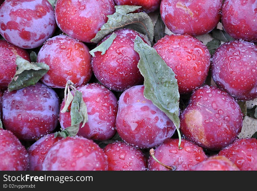 Many beautiful plums with drops of moisture