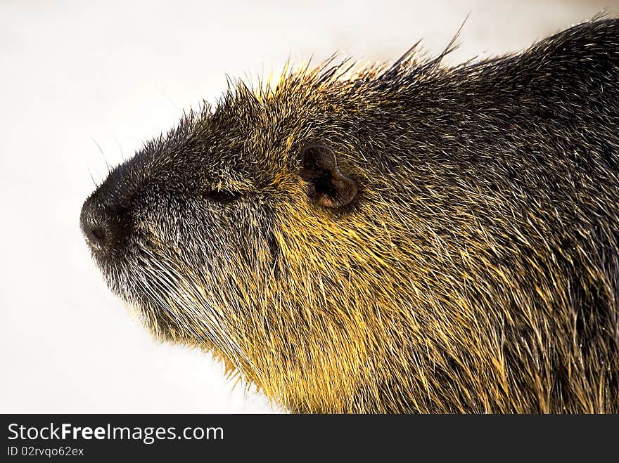 Portrait of a Nutria (Myocastor coypus), cut-out