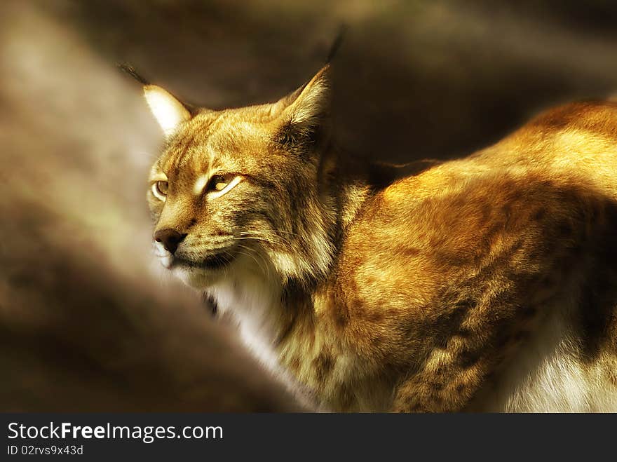 European lynx  (lynx lynx) illuminated by soft sunlight