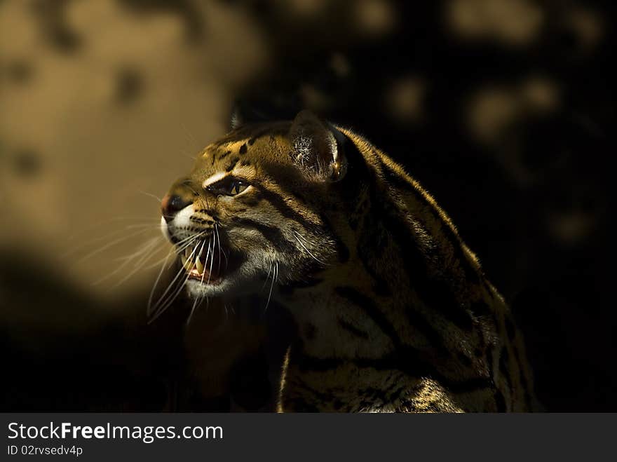 Portrait of an Ocelot (Leoparus pardalis)