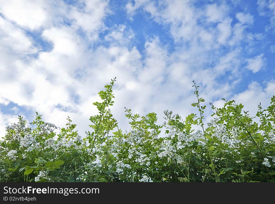 Cloudy blue sky and a hedge