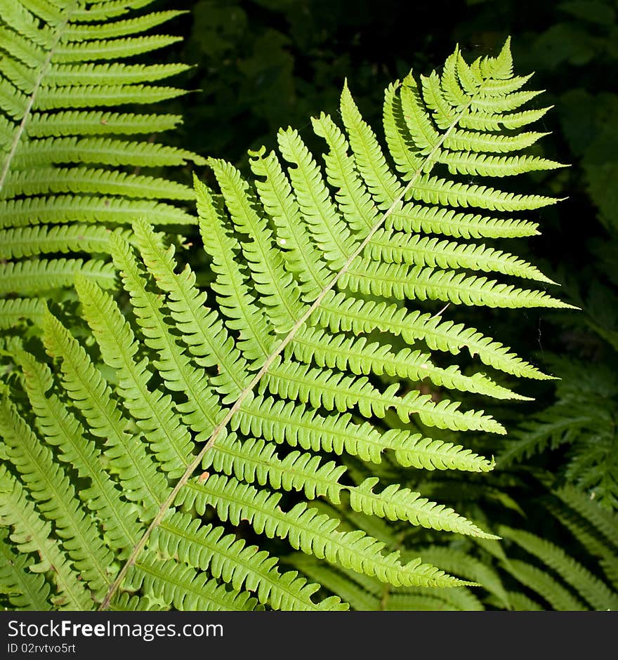 Close up showing details of a fern.