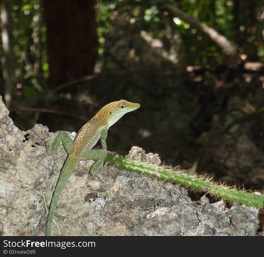 A small gecko on the Mastic Trail hike across Grand Cayman