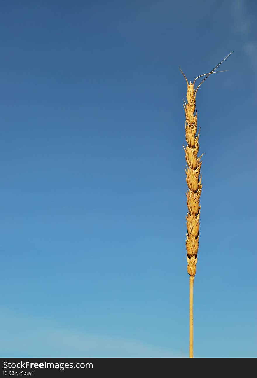 One wheat ear on the blue sky background.