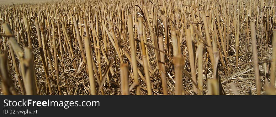 A cut field in england