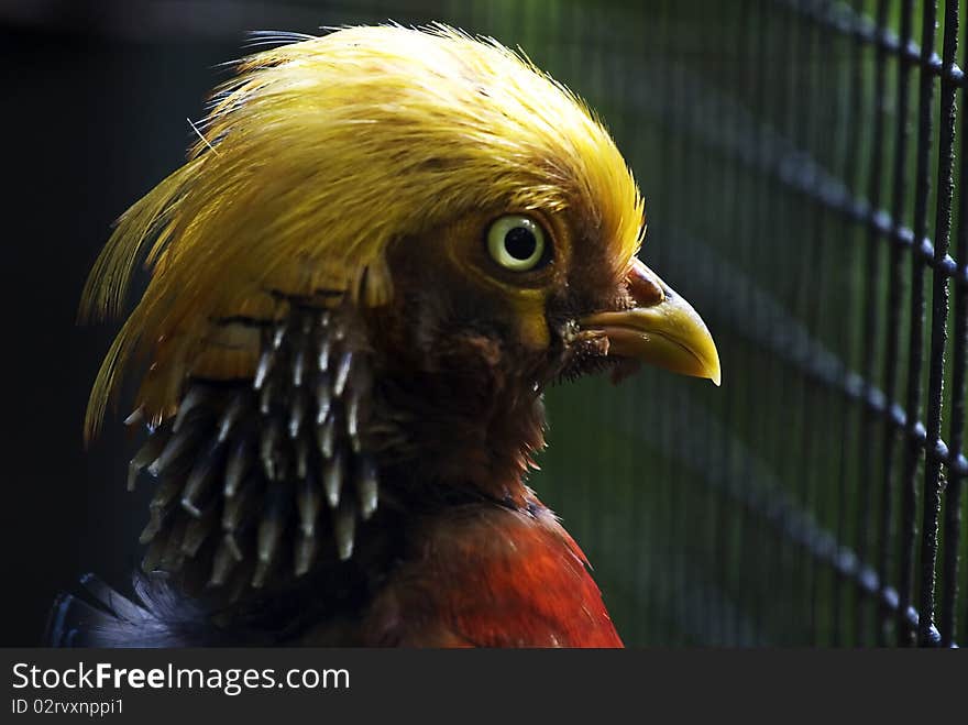 Close-up of a Golden Pheasant