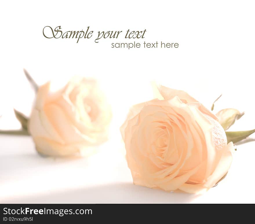 Whitre Roses isolated on white