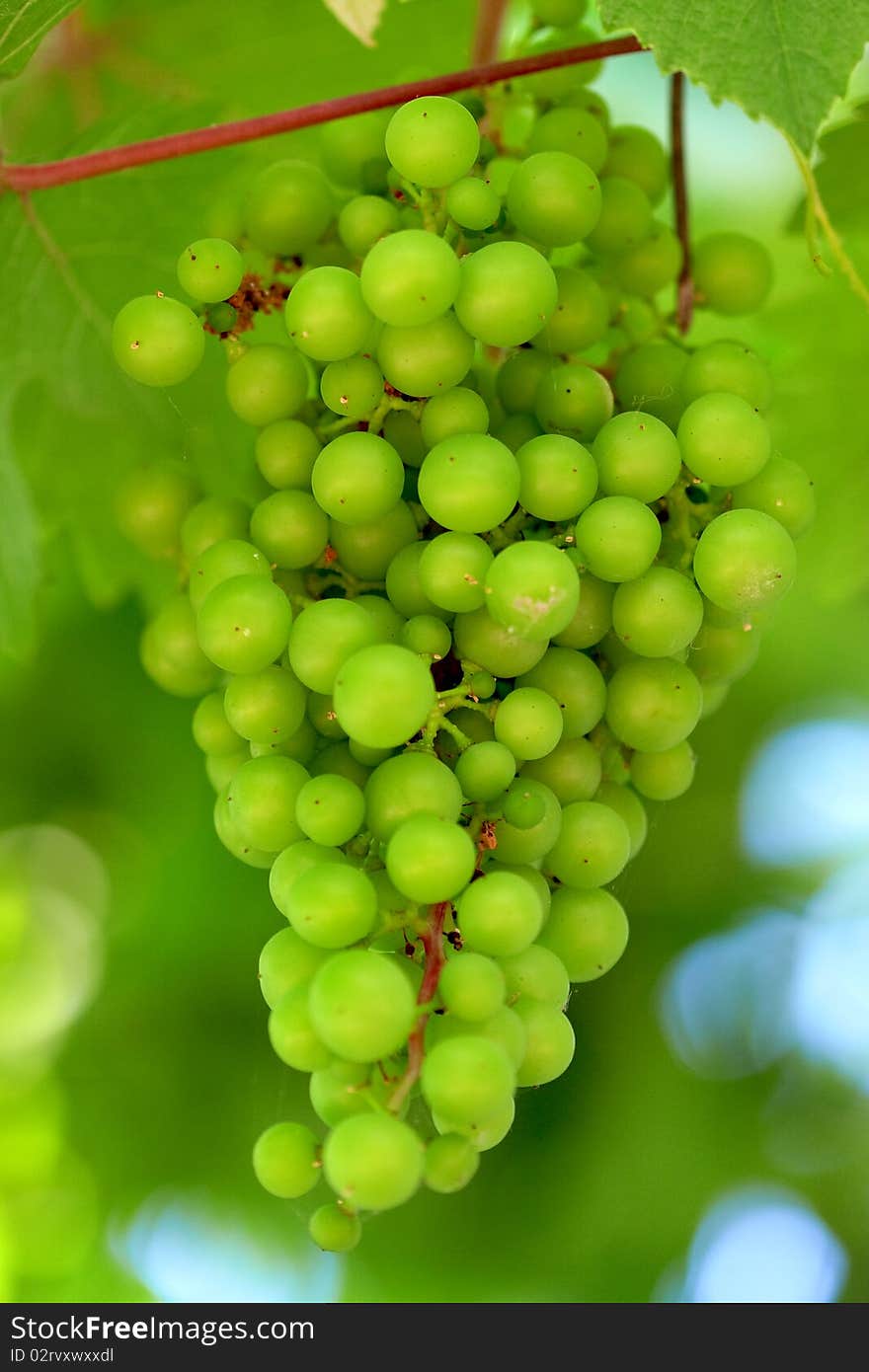 Maturing young bunch of grapes on the vine plantations. Maturing young bunch of grapes on the vine plantations