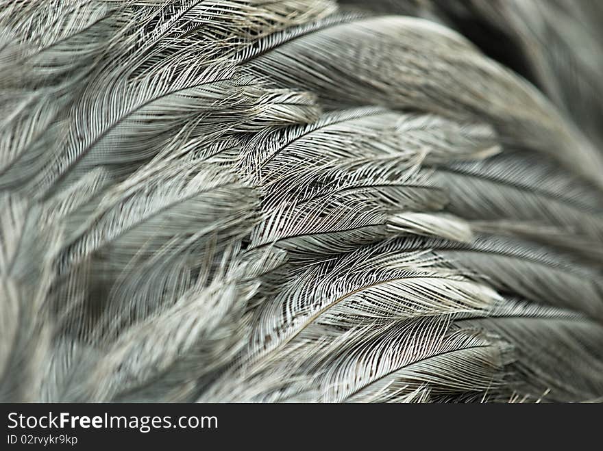 Grey and white bird feathers, full size close up