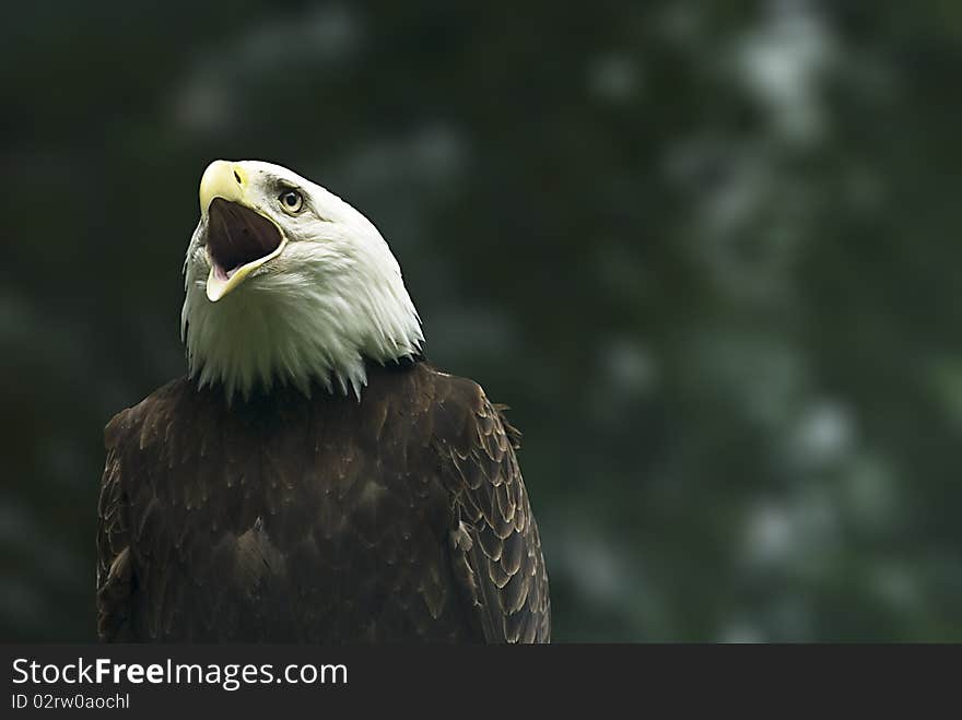 Screaming Bald Eagle