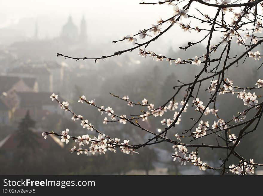 Spring morning