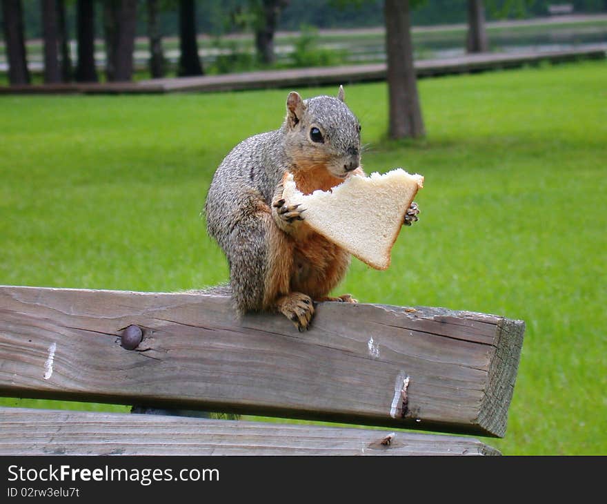 A gray squirrel is eating bread in the park. A gray squirrel is eating bread in the park