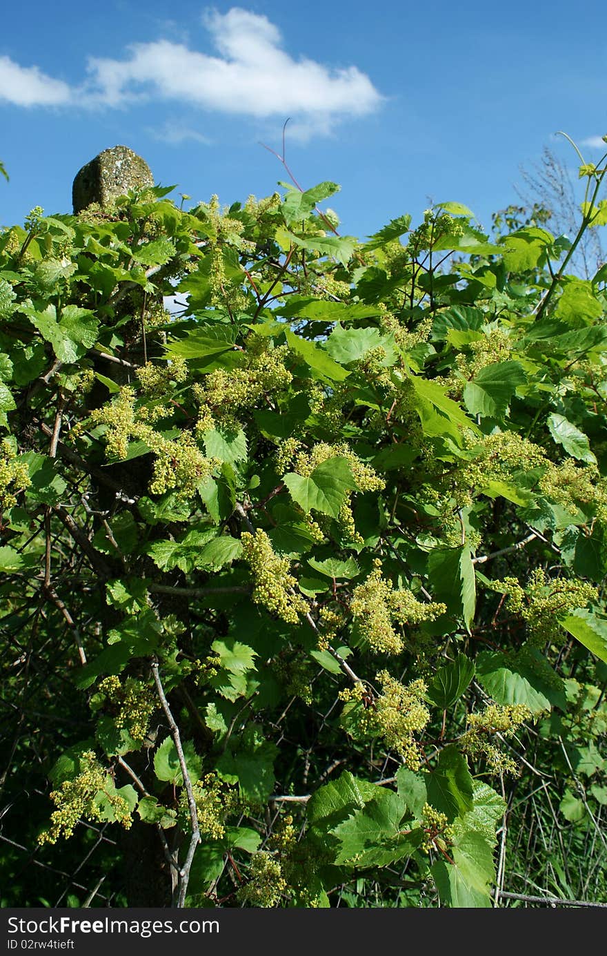 Spring in Moravia, vineyard near Znojmo city. Spring in Moravia, vineyard near Znojmo city.