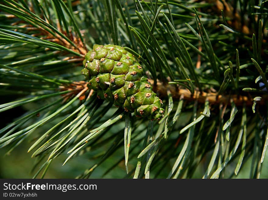 Pinecone