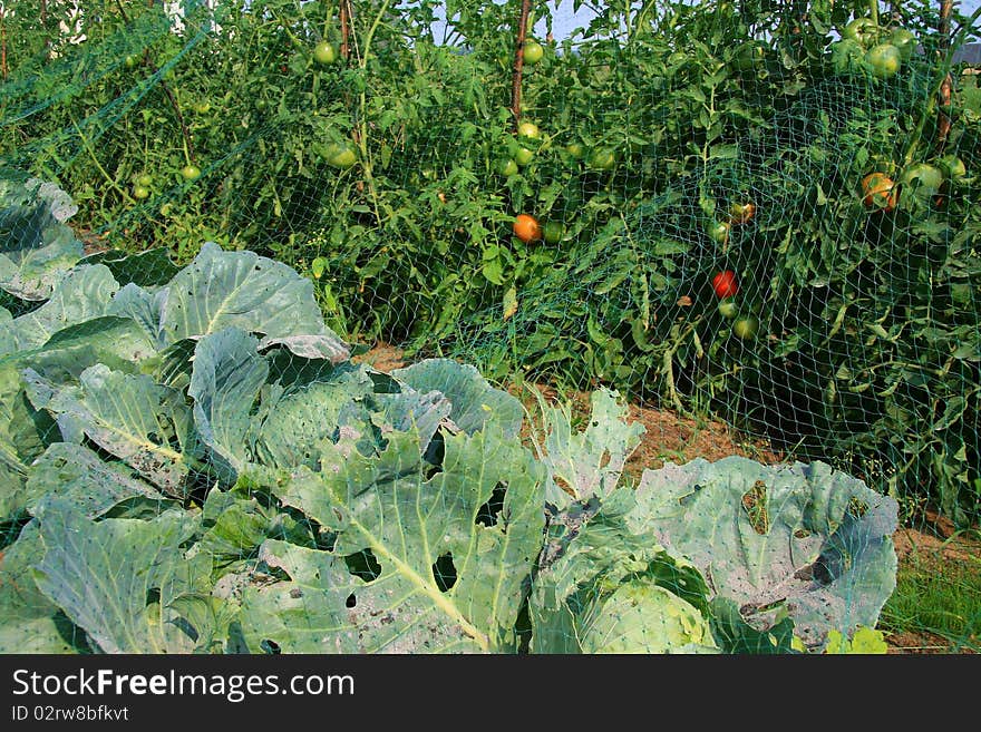 Cabbage and tomato beds in field