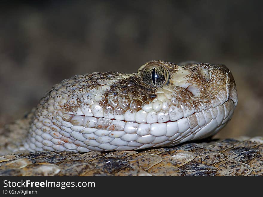 Western Diamondback Rattlesnake, Portrait