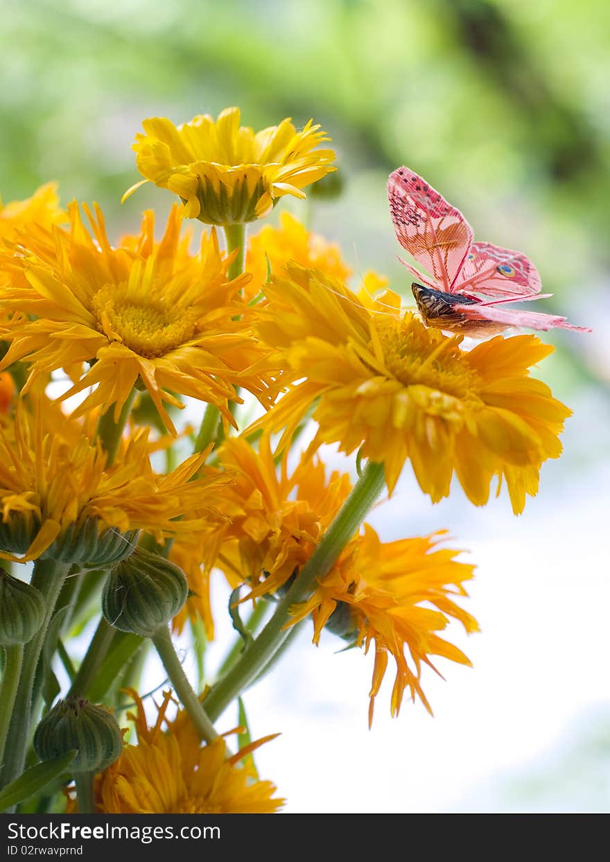 Butterfly sitting on orange flowers