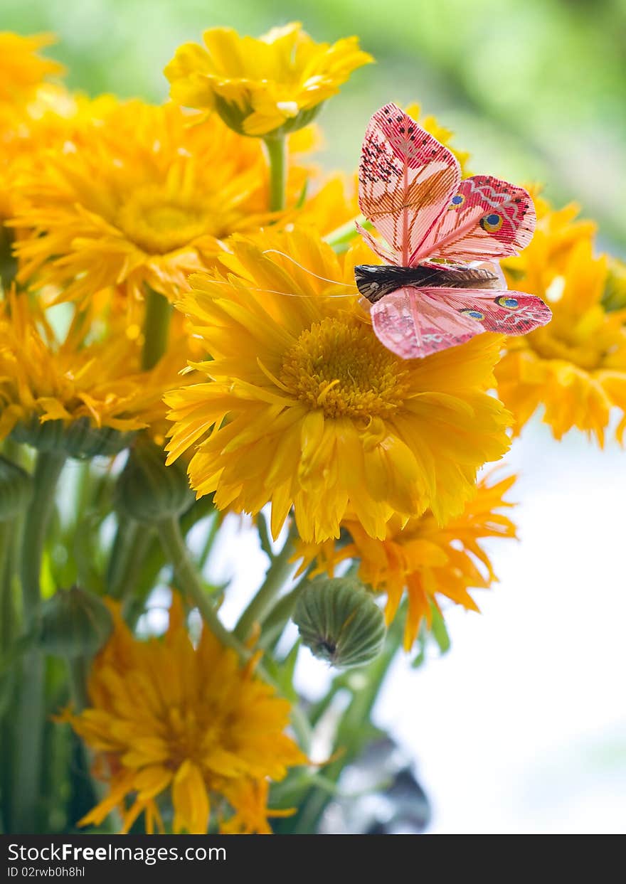 Butterfly On  Flowers