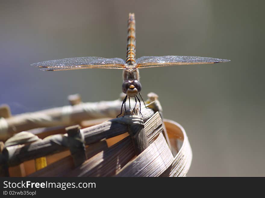 A dragonfly sitting on a tiki torch.