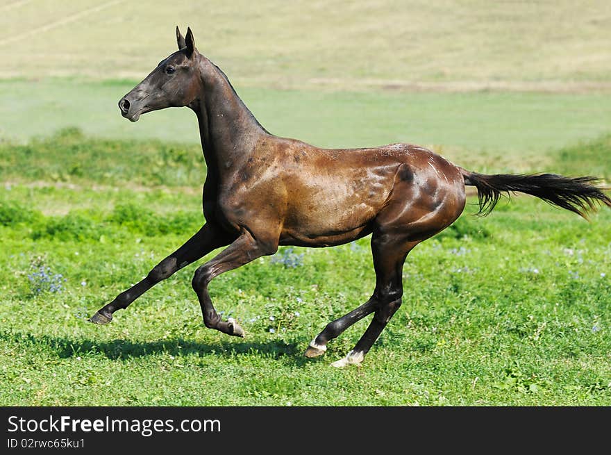 Black akhal-teke stallion run gallop