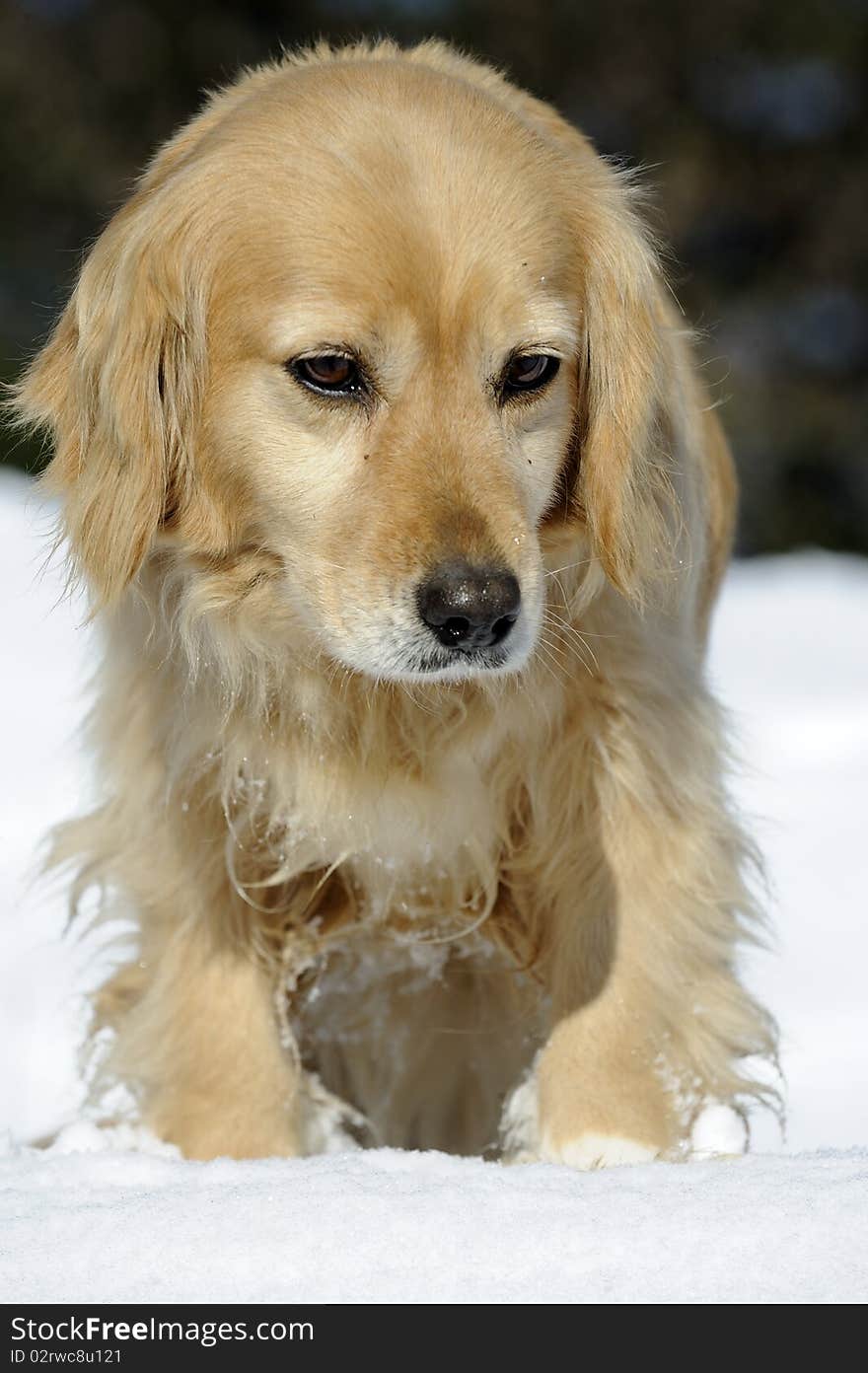 Blonde Dog