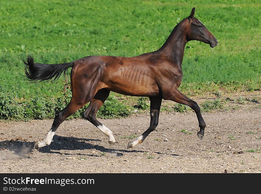 Bay akhal-teke stallion trot