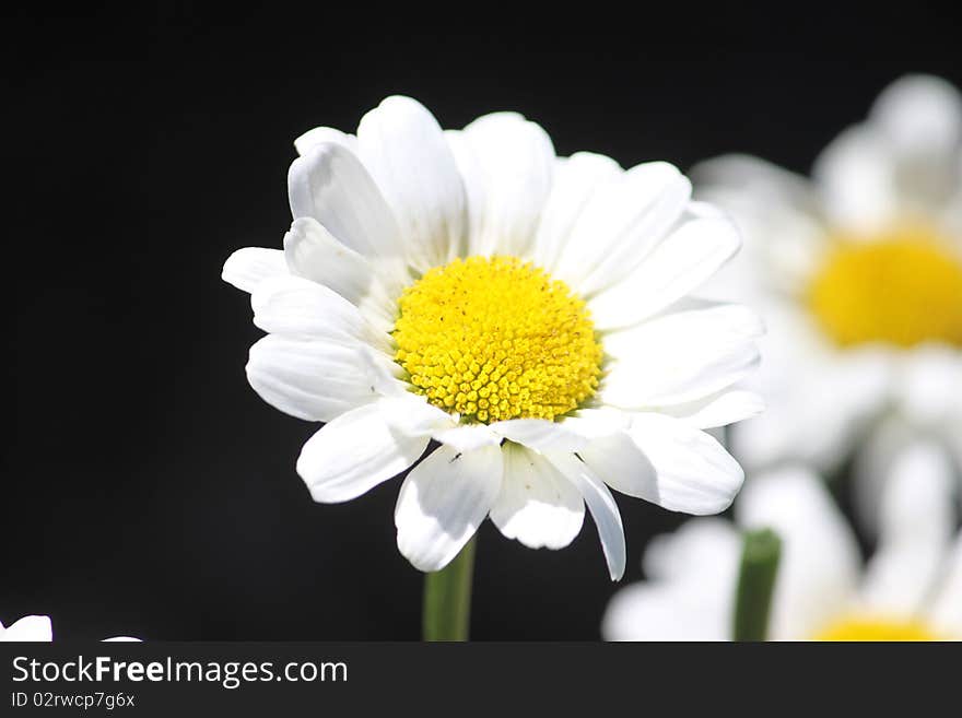 A miniature shasta daisy on a sunny day.