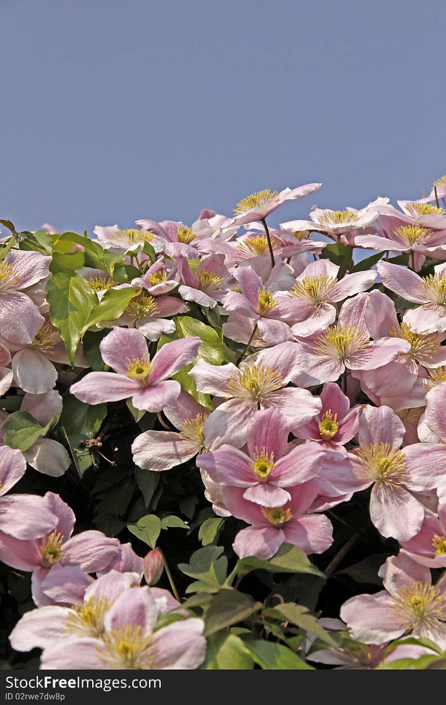 Clematis-Hybrid, Clematis montana