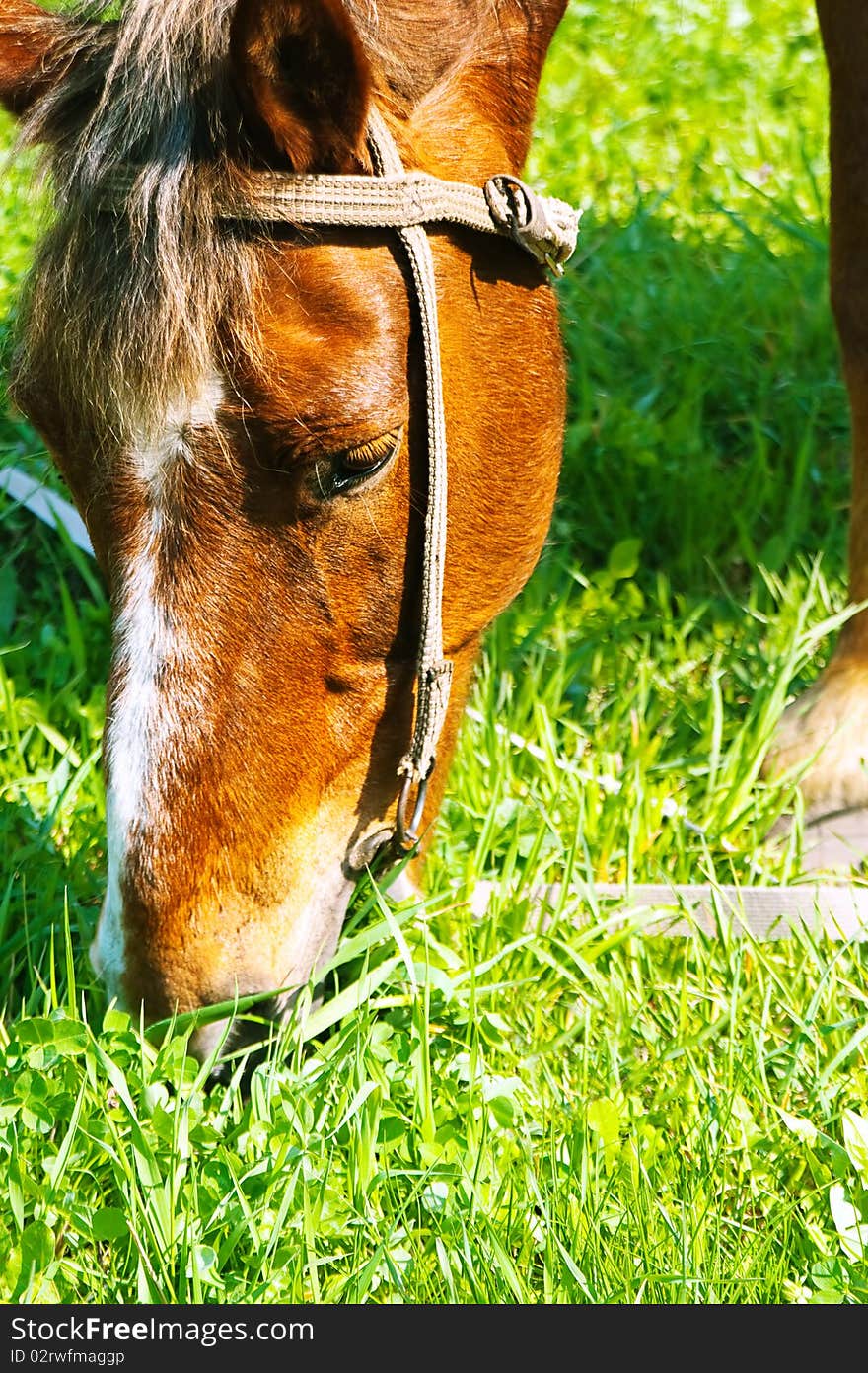 Horse munches on a bite of grass hay. If possible, please let me know how you are using my photographs! Thank you!