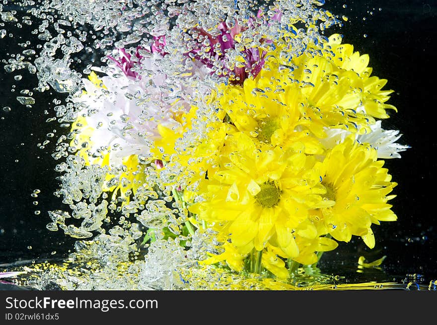 Yellow chrysanthemum on the fresh water. Yellow chrysanthemum on the fresh water