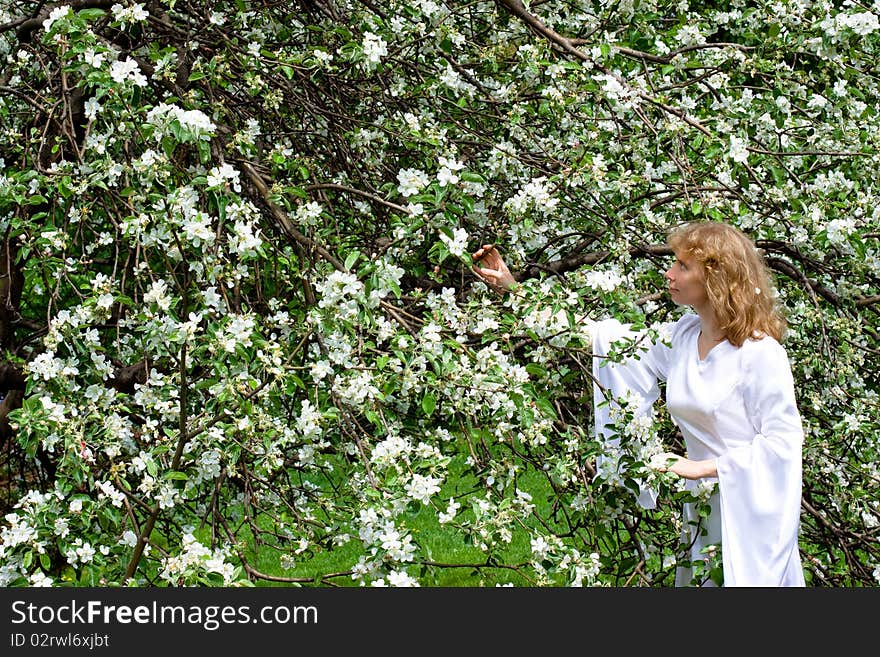 A blonde girl in white dress among white flowers. A blonde girl in white dress among white flowers